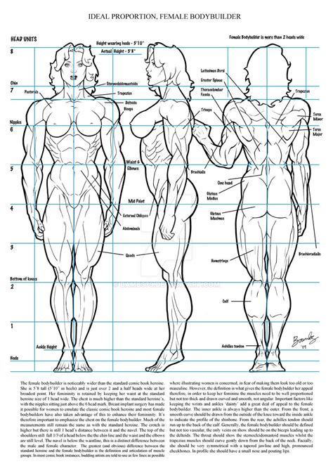 Female Muscle Ideal Proportion By Bambs On Deviantart Anatomy
