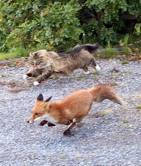 Norwegian Forest Cat Chasing A Fox Norwegian Forest Cat Forest Cat
