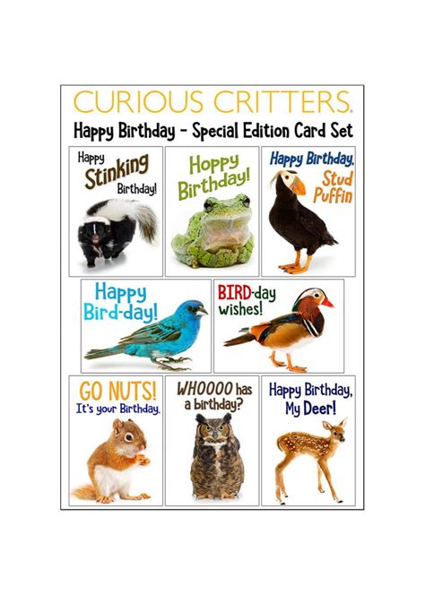 Birthday Card Value Pack Save 5 Curious Critters