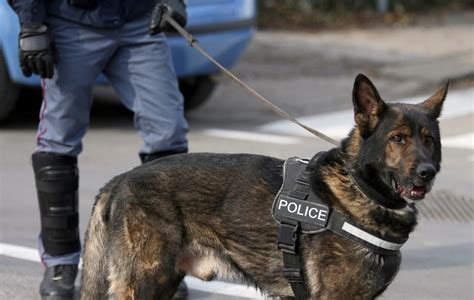 9 Amazing Police Dog Breeds And What They Do Nylabone