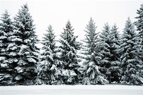 Winter Snow Covering Evergreen Pine By Yinyang