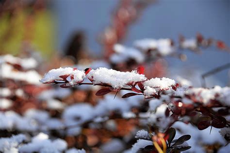 무료 이미지 자연 분기 겨울 식물 꽃잎 서리 식품 봄 생기게 하다 가을 눈이 내리는 시즌 작은 가지