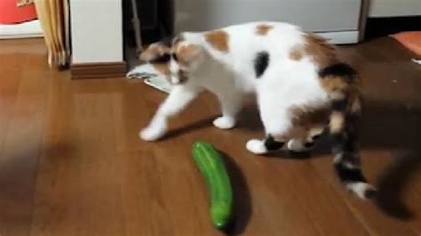 Why Are Cats Scared Of Cucumbers These Videos May Show Us Metro News