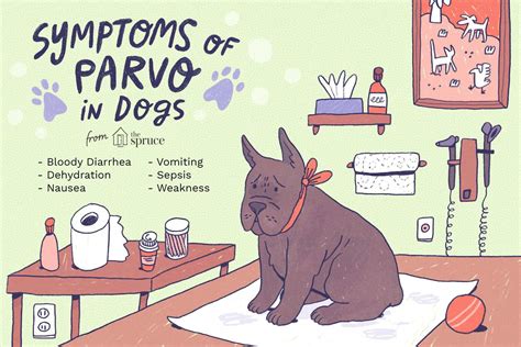 Parvo In Dogs Signs Symptoms And Treatment