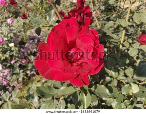 Photo Red Rose Park Stock Photo 1633641079 Shutterstock