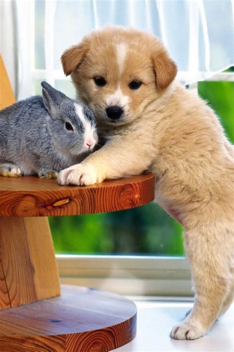 Cute Dog And Rabbit Baby Animals Pictures Puppy Pictures Cute Animal
