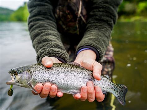The Ultimate Guide To Trout Fishing In Oklahoma