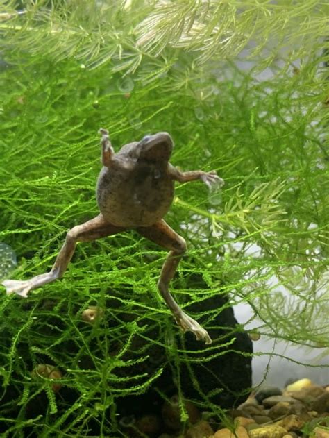 Dropsy African Dwarf Frog Ar