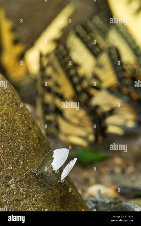 An Abstract Gathering Of Butterflies Tiger Swallowtails And Eastern