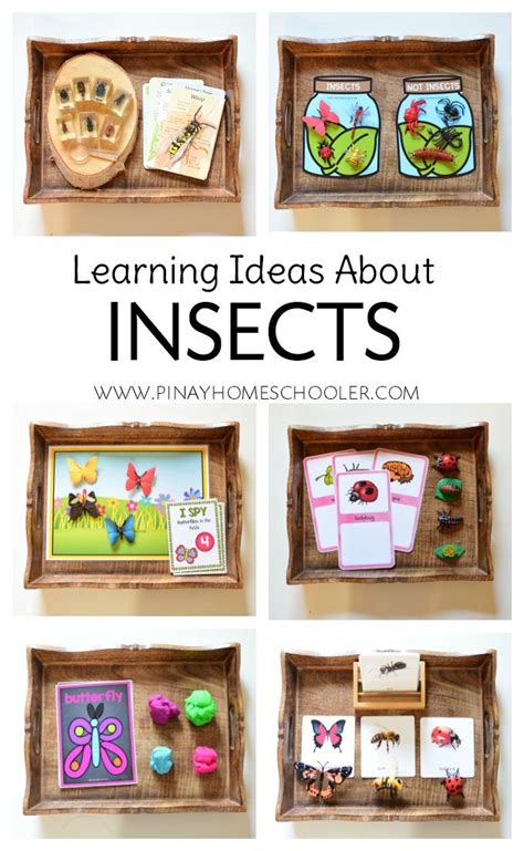 Learning About Insects For Home And School Insects Preschool