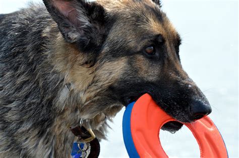 We did not find results for: German Shepherd Cecil swimming in Maine, photograph by Dan Miller | German shepherd, Shepherd, Dogs
