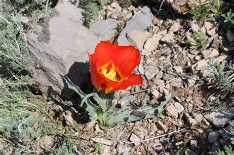 The Short Colourful Lives Of Spring Steppe Flowers The Astana Times
