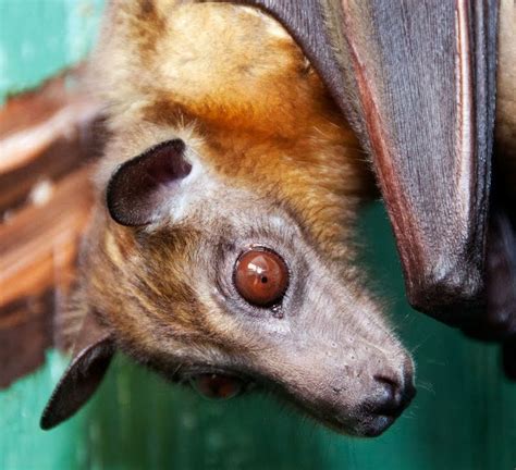 17 Best Images About Bat Face On Pinterest Lake District