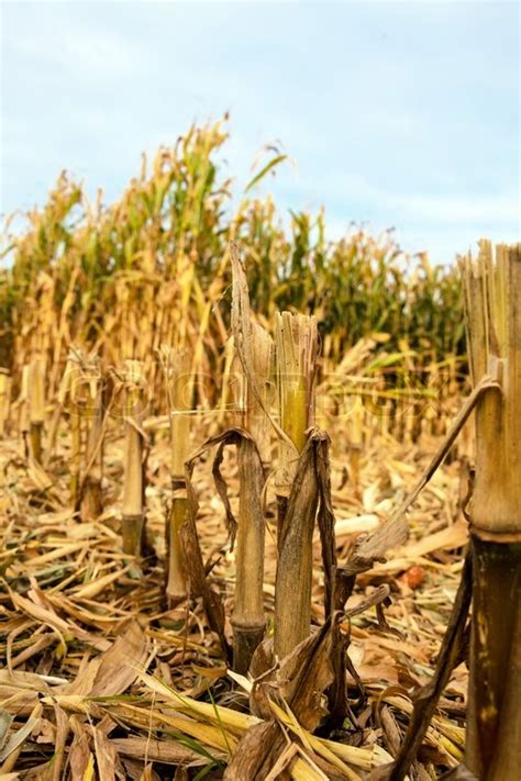 Corn Field In Autumn Stock Image Colourbox