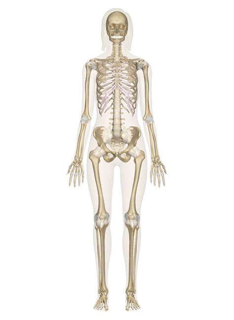 Skeleton Anatomy Diagram