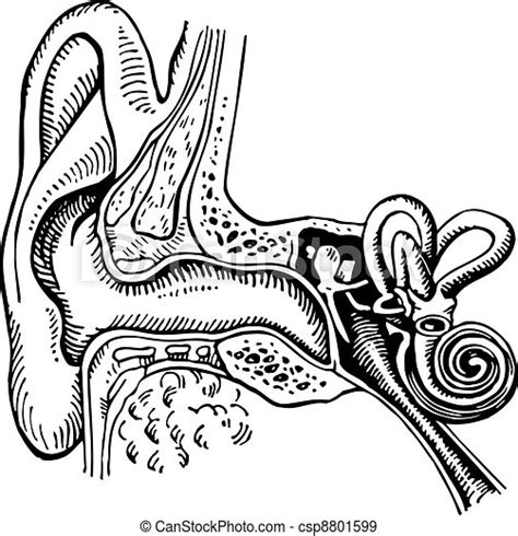 Anatomy Of Human Ear Royalty Free Vector Image Csp8801599