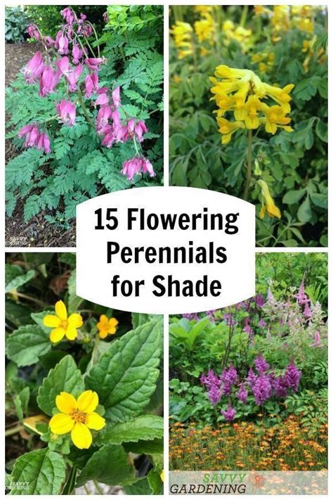 Shade Loving Flowering Perennials Are Among The Most Beautiful Plants