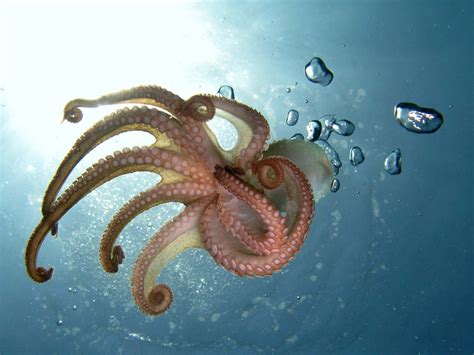 Octopus Description Behavior Species Photos Facts Britannica