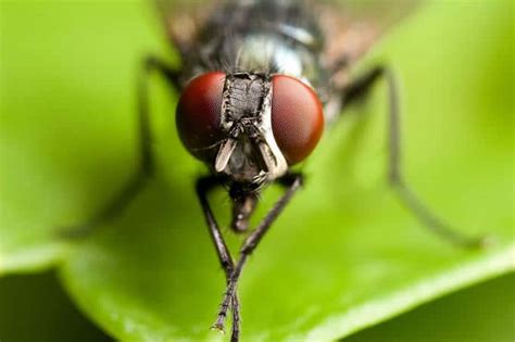 Mosca Características Alimentación Hábitat Partes Y Mucho