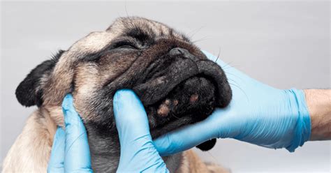 5 Tips For Clearing Up Bulldog Acne Bullifieds Blog