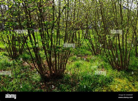 Coppice Hazel Garden Hi Res Stock Photography And Images Alamy