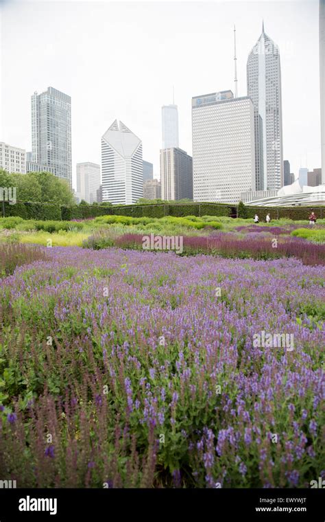 Millennium Park In Downtown Chicago Illinois With June Gardens In