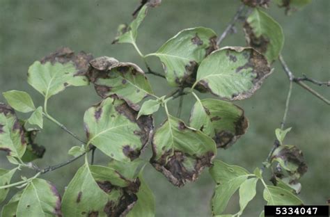 Dogwood Anthracnose Discula Destructiva On Flowering Dogwood Cornus