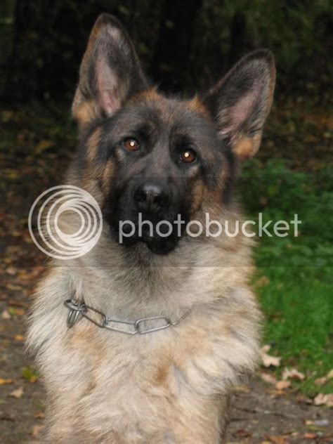 Black Mask Breeder Wanted German Shepherd Dog Forums