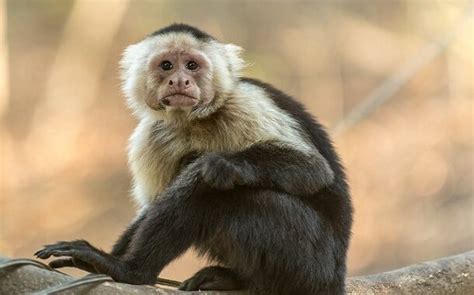 Capuchin Monkey Cost Thepricer Media