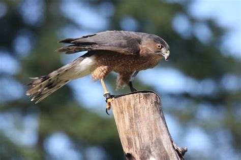 15 Species Of Hawks In Arizona With Pictures And Info Optics Mag
