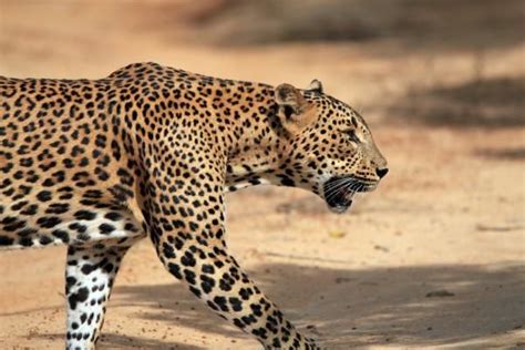 The 10 Most Dangerous Animals In India Wildlife Deadly Maneater