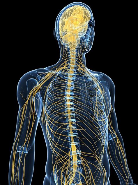 Human Nervous System Artwork Photograph By Sciepro