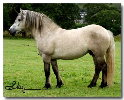 die besten  highland pony  sale ideen auf pinterest huebsche pferde clydesdale pferde