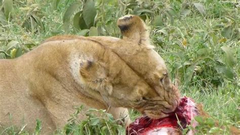What time does food lion open tomorrow? Lion eating fresh kill - YouTube