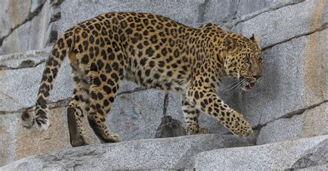 Amur Leopard Explores New Habitat At San Diego Zoo Asian Leopard San
