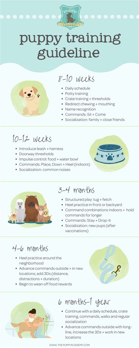 Complete Puppy Training Schedule By Age — The Puppy Academy