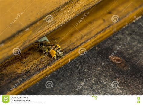 Honey Bee Beehive Flying In And Carry Pollen Stock Image Image Of