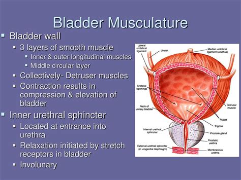 Male Bladder Anatomy
