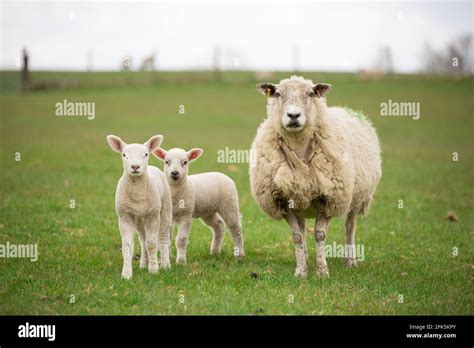 White Texel Continental Ewe Sheep With Twin Lambs At Foot Stock Photo