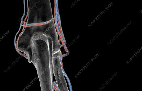 The Blood Supply Of The Elbow Stock Image C0080788 Science Photo