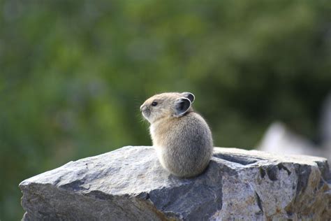 Pin By Wombat On Cool Animals American Pika Cute Animals Animals
