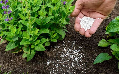 Here S How To Use Fertilizer For Plants In Your Garden Or House