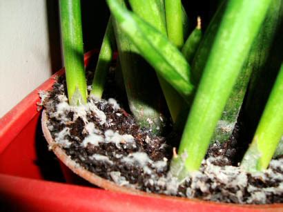 If you see mold in houseplant soil, act quickly to save the plant and prevent health risks. ۵ گام برای جلوگیری از قارچ زدن خاک گلدان - میهن کاکتوس