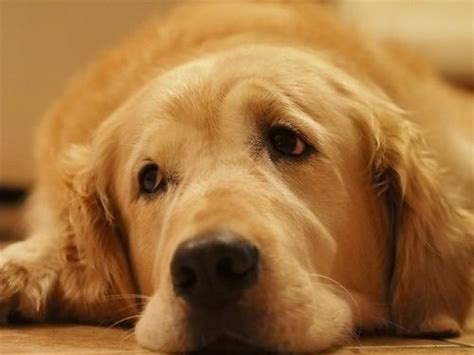 What to expect with a golden retriever puppy. Pin on Golden Retriever 6
