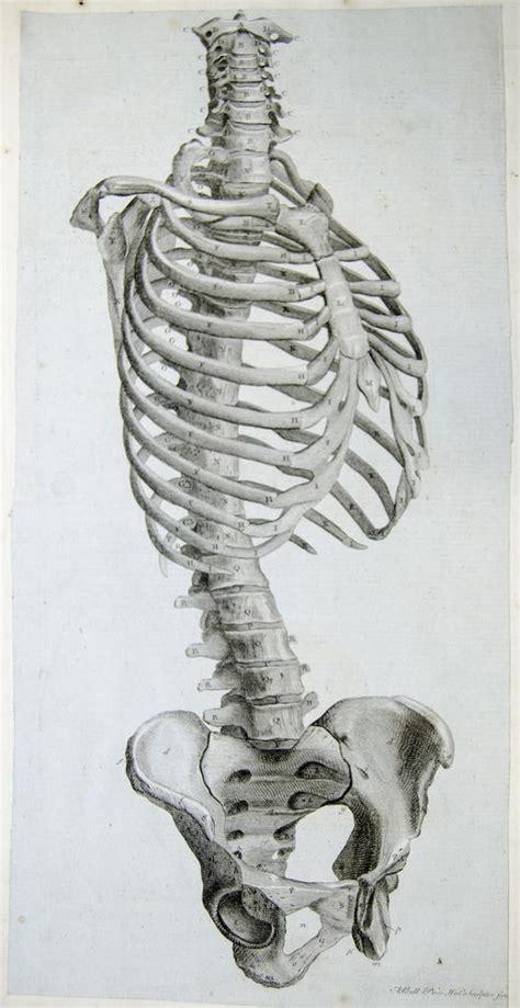 Side View Of The Bones Of The Torso Skeleton Drawings Anatomy