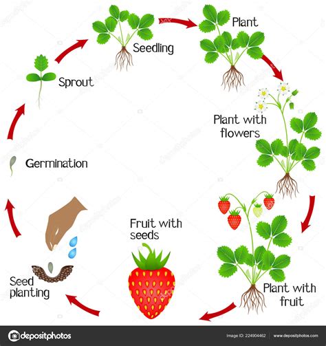 Life Cycle Strawberry Plant White Background Stock Vector Image By