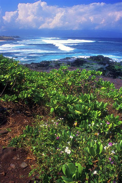 Hookipa Beach Flowers Maui Hawaii Photograph By John Burk Pixels