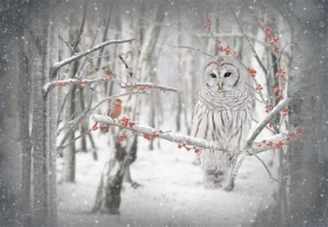 Call Of The Wild Snowy Owl In Birch Trees By Hoffman International