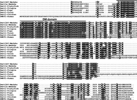 Figure 1 From Sex Determination And Sex Chromosome Evolution In The Medaka Oryzias Latipes And