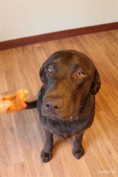 Meat meals are also acceptable. 20 Most Healthy Homemade Dog Food Recipes Your Fido Will Love